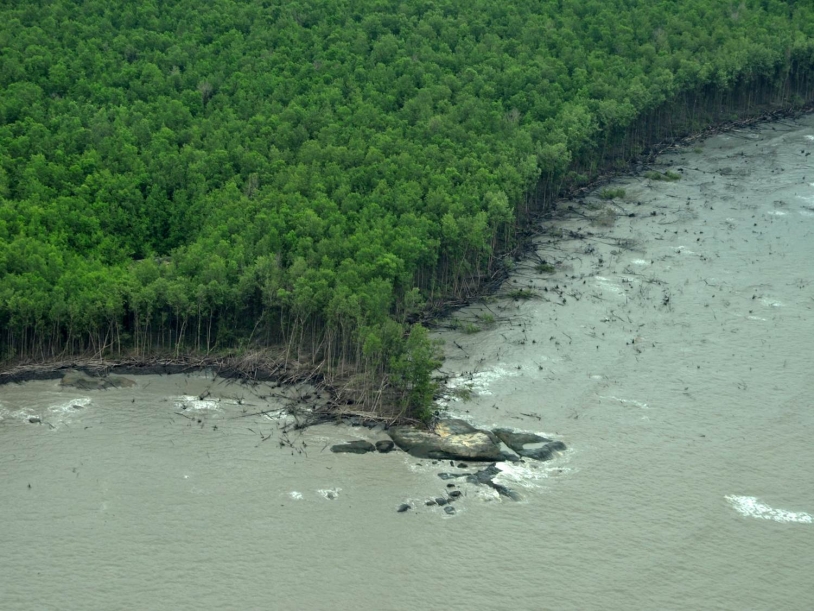 Vue aérienne de mangrove en Guyane